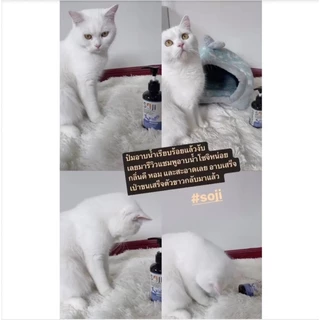 ใหม่‼️⭐️ขนขาว⭐️ SOJI แชมพูสูตรขนขาว เป็นพิเศษ สุนัข และแมว White hair shampoo ขจัดคราบเหลือง/คราบหมอง ไม่ใช้สารฟอกขาว