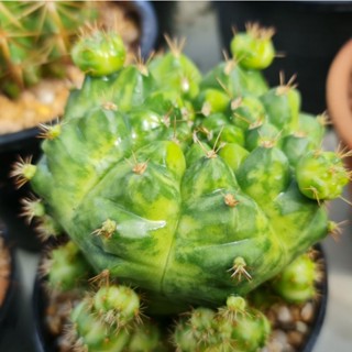 ยิมโนแม่ลูกดกด่าง แอปเปิ้ลเขียว (ด่างเนื้อ) Gymnocalycium damsii variegated cactus ส่งถอดรากค่ะ