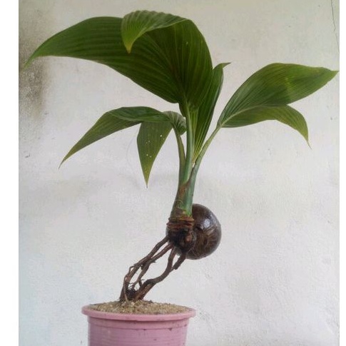 ต้นมะพร้าวกะลาเล็กแบบแกะพร้อมส่ง  วัตถุดิบทำบอนไซ - รูปที่ 6