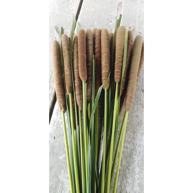 ธูป​ฤษี ขายดอกสด1ชุด​20​ดอก100บาท(เฉพาะ​ดอกสดมีก้านยาว60-70เซ็น)​ดอกแก่สำหรับ​งานวิจัย​