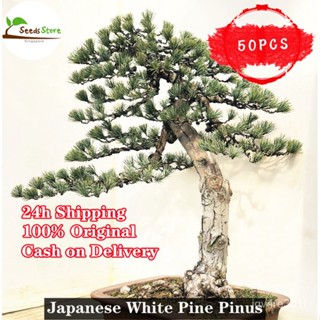ดอกทานตะวัน50ดอกทานตะวัน/ดอกไม้/สวน/ดอกทานตะวัน/ U5BB