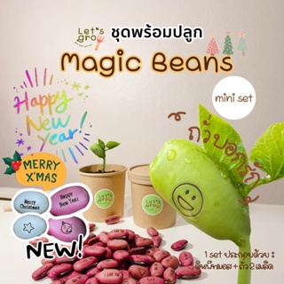 🤎ถั่วบอกรัก [Magic Beans] ชุดพร้อมปลูก Let’s grow 📌📌ลดราคาพิเศษ🎉พร้อมโค้ดส่วนลด‼️