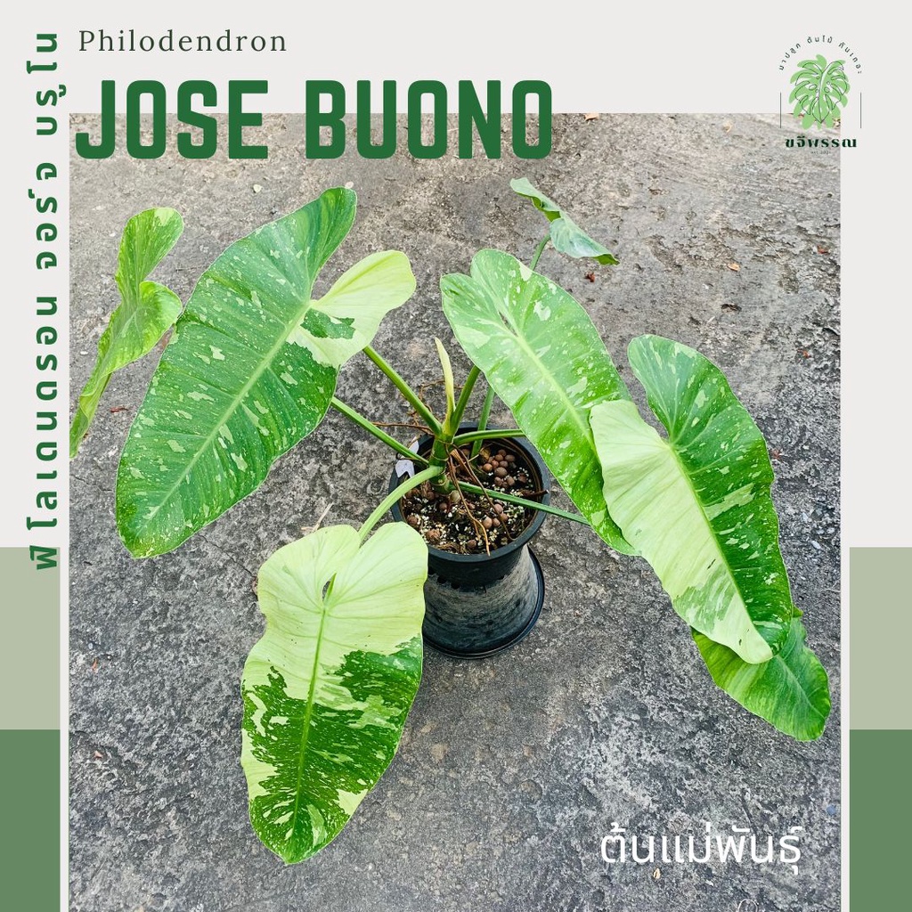 ฟิโล จอร์จ บรูโน | ฟิโลเดนดรอน จอร์จ บรูโน | Philodendron Jose Buono ไม้ด่าง ไม้ประดับ ไม้สะสม