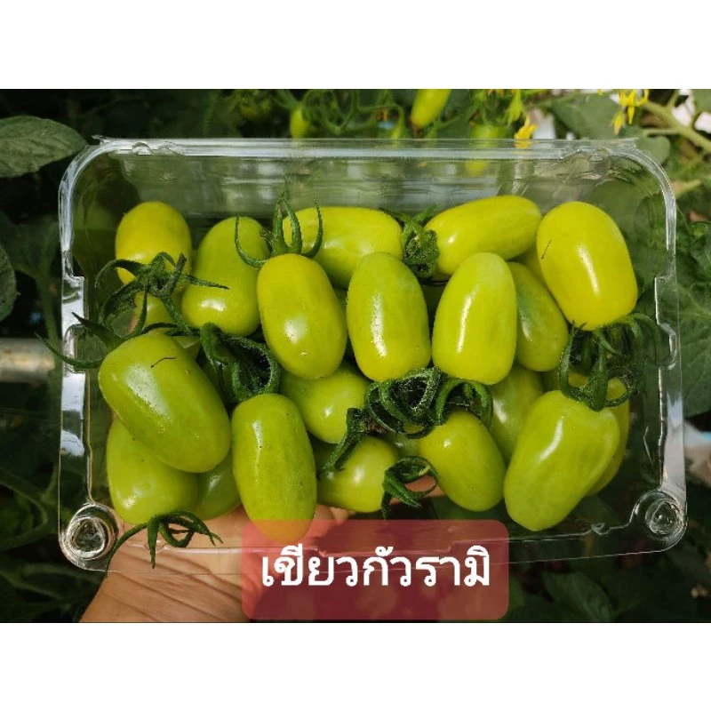 เขียวกัวรามิ มะเขือเทศทานสด 1กิโลกรัม