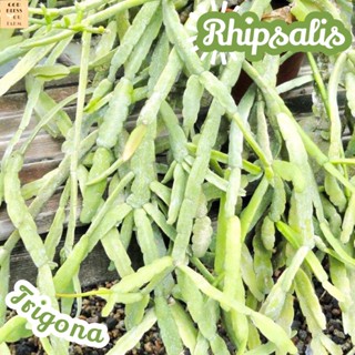 [ริพซาลิส ไตรโกน่า] Rhipsalis Trigona แคคตัส ต้นไม้ ไม้หนาม ไม้ทนแล้ง กุหลาบหิน ไม้อวบน้ำ พืชอวบน้ำ succulent cactus