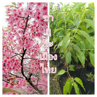 ต้น นางพญาเสือโคร่ง ซากุระเมืองไทย ดอกชมพู ไม้ดอกไม้ประดับ