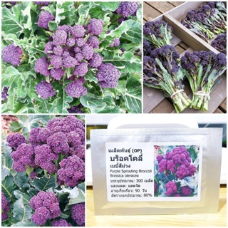 ผลิตภัณฑ์ใหม่ เมล็ดพันธุ์ 2022เมล็ดอวบอ้วน บร็อคโคลี่เบบี้ สีม่วง (Purple Sprouting Broccoli Seed) 300 เมล็ด คุณ ค/เมล็ด