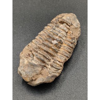 🌊 ฟอสซิล ไตรโลไบต์ ขนาด 107 กรัม( Trilobite Fossil ) ค่อนข้างสมบูรณ์ เหมาะเเก่การสะสม หรือเป็นตัวอย่างเพื่อการศึกษา