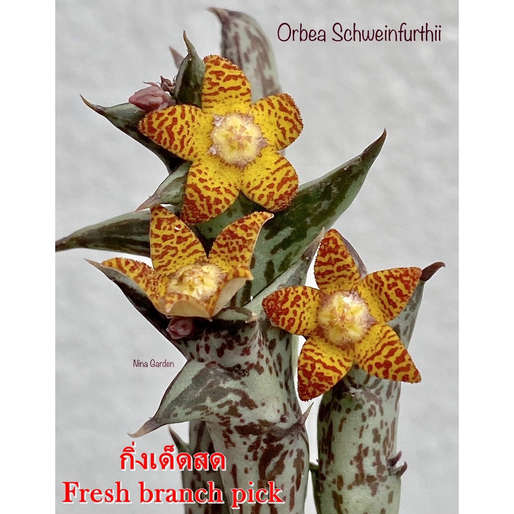 เก๋งจีน Orbea Schweinfurthii *กิ่งเด็ดสด* แคคตัส ไม้อวบน้ำ Cactus and Succulent