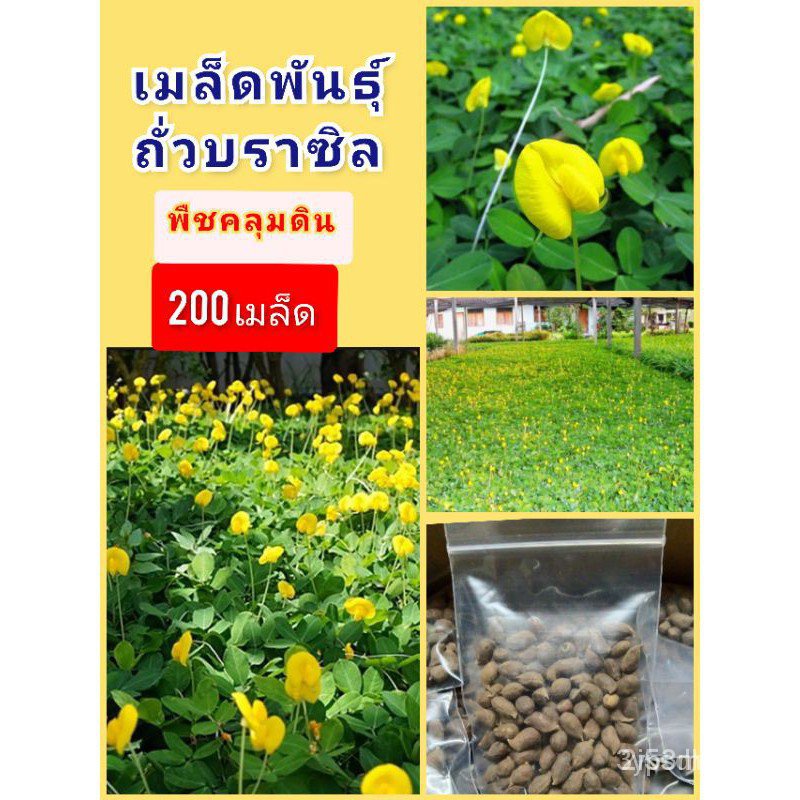 ผลิตภัณฑ์ใหม่ เมล็ดพันธุ์ เมล็ดพันธุ์คุณภาพสูงในสต็อกในประเทศไทยเมล็ดอวบอ้วนถั่วบราซิล200เมล็ด ปลูกประดับสวยงาม /สวนครัว