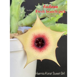 เก๋งจีน Huernia Korat Sweet Girl *กิ่งเด็ดสด* แคคตัส ไม้อวบน้ำ Cactus and Succulent