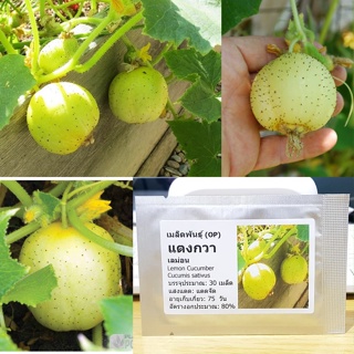 เมล็ดพันธุ์ แตงกวาเลม่อน (Lemon Cucumber Seed) บรรจุ 30 เมล็ด คุณภาพดี ราคาถูก ของแท้ 100%