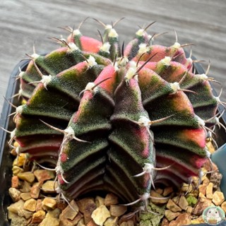 (LB17) ต้นยิมโนด่าง คัดพิเศษ ไม้เมล็ด - (gymnocalycium) - แคคตัส/ขายดี IKSE