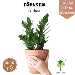 ต้นกวักมรกตเขียว Zz plant ไม้ฟอกอากาศ พร้อมกระถาง6นิ้ว ต้นสูง25-50cm.