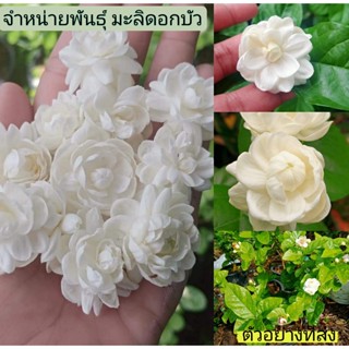 ขายต้น #มะลิ #มะลิฉัตร #มะลิฉัตรดอกบัว กลิ่นหอมดอกดกดอกใหญ่