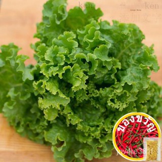 Ultima Lettuce Seeds (1200เมล็ด) บ้านและสวน/ผักชี/สร้อยข้อมือ/ตกแต่ง/แม่และเด็ก/สวน/ของเล่น/ตุ๊กตา/สร้อยคอ/กระโปรง/ UKRG