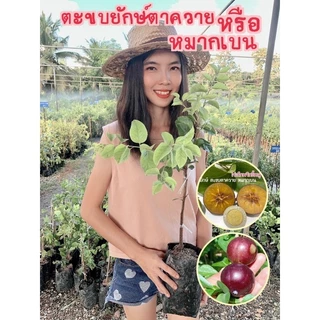 #ต้นตะขบยักษ์ไร้หนาม กิ่งตอน 10 เดือน ติดผล #หมากเบน #ตะขบตาควาย ไม้ผลโบราณหาทานยาก ใกล้สูญพันธุ์