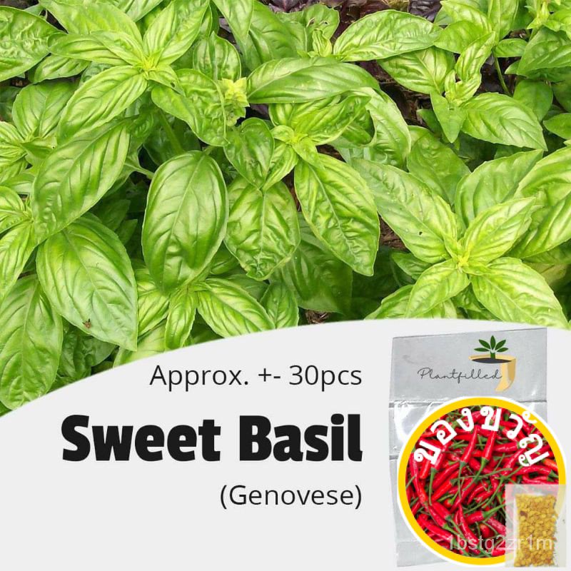 [Plantfilled] Sweet Basil (Genovese) เม่านบังแดด-ประมาณ30ก./ หงอก/กระ/ชุดชั้นใน/ผักชีฝรั่ง /Tongsu/ ดอกทานตะวัน/ผักชีฝรั