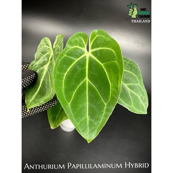 Anthurium Papillilaminum Hybrid วัวลูกผสมผิวกำมะหยี่ โตไปใบใหญ่มาก หมายเลข 15