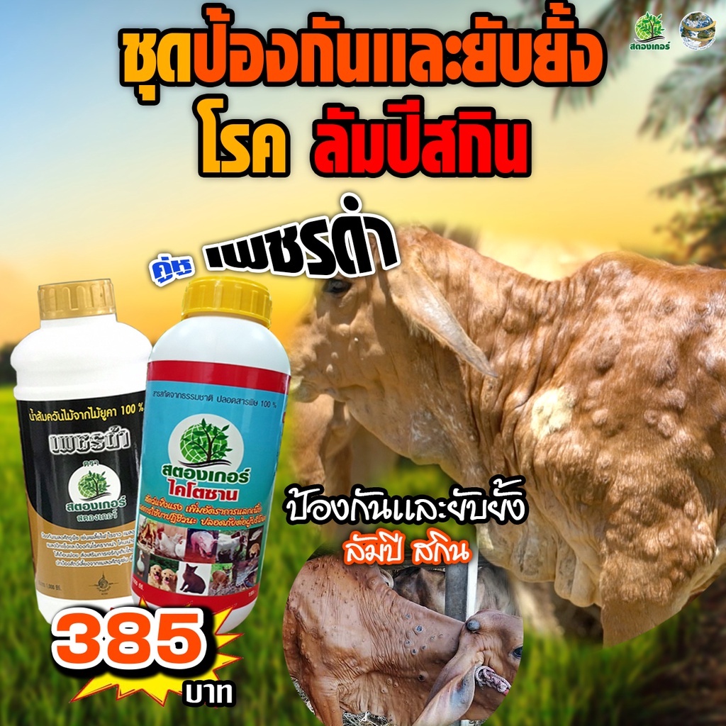 โรคลัมปีสกิน ไคโตซานป้องกันและยับยั้งสร้างภูมิคุ้มกัน แข็งแรงสมบูรณ์