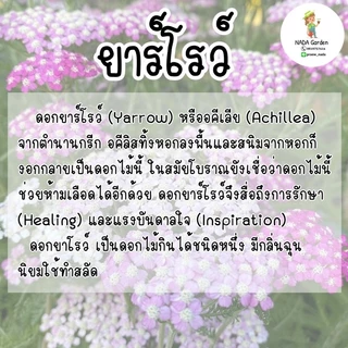 เมล็ดพันธุ์ยาร์โรว์ คละสี 500 เมล็ด Achillea millefolium หรือ Yarrow เมล็ดพันธุ์แท้
