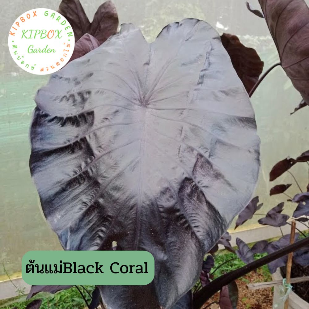 Colocasia esculenta Black Coral