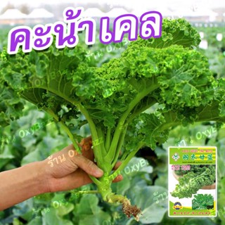 เมล็ดพันธุ์คะน้าเคล เมล็ดเคลใบหยิก 100เมล็ด เมล็ดคะน้าใบหยิก Kale Seeds