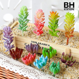 【BH】พืชอวบน้ําประดิษฐ์ สําหรับตกแต่งบ้าน ออฟฟิศ เฟอร์นิเจอร์ DIY 1 ชิ้น