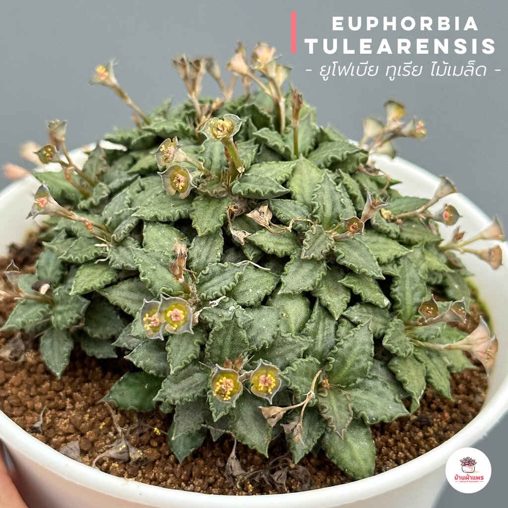 ยูโฟเบีย ทูเรีย ไม้เมล็ด Euphorbia Tulearensis แคคตัส กระบองเพชร cactus&amp;succulent