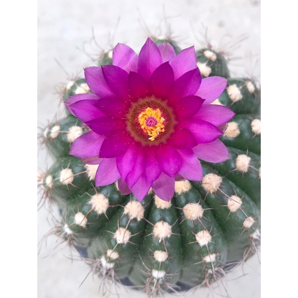 โนโตอูเบลกระถาง2“นิ้ว ดอกม่วงซ้อนสวยมาก ไม้หายาก Notocactus uebelmannianus
