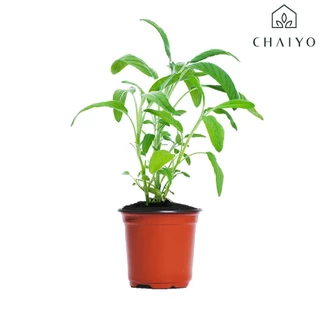 ต้นเสจ ออร์แกนิค Organic Sage กระถาง 4 นิ้ว และ 6 นิ้ว
