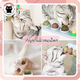 แหล่งขายและราคา❤️Catnip ออร์แกนิค ของเล่นแมว บอลcatnip แบบเลีย❤️อาจถูกใจคุณ