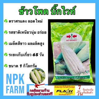 ข้าวโพด บิ๊กไวท์ 852 F1 ขนาด 1 กิโลกรัม ศรแดง ลอตใหม่ งอกดี ต้นโตไว แข็งแรง ฝักใหญ่ สีขาว รสชาติเหนียว นุ่ม อร่อย