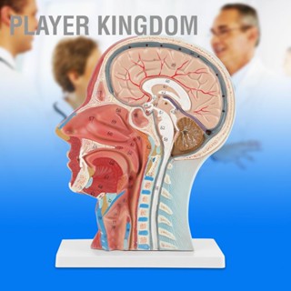 BPlayer Kingdom โมเดลหัวคอสมอง ขนาดเท่าชีวิตแพทย์