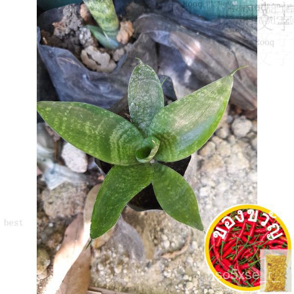 Dwarf Sanseveria Acid/ ชุดชั้นใน/ชุดชั้นใน/ผ้านุ่ม/ผ้าคัพเค้ก/รองเท้าแตะ/รองเท้า/ชุดชั้นใน // กุหลาบ