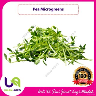 ผลิตภัณฑ์ใหม่ เมล็ดพันธุ์ จุดประเทศไทย ❤Pea Seeds (Microgreens) - Benih/ Seeds Umam Agroเมล็ดอวบอ้วน 100% รอคอย /สวนครัว