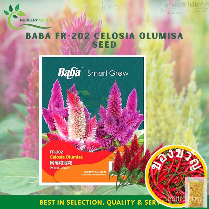NK Baba SEED FR-202 Celosia olumisa SEED Smart Grow สวนดอกไม้สวนกลางแจ้ง Live Plant seedlingsedanes/matern/baba Fantasti