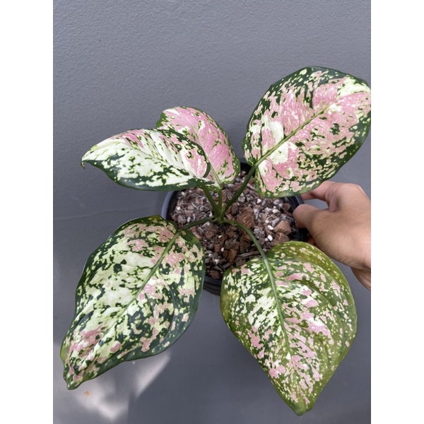 อัญมณีด่าง3สี🪴อโกลนีมาไม้มงคล(Aglaonema)