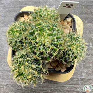 (W22) ต้นแมมขนนกเหลือง ฟอร์มกอ ไม้เมล็ด - (Mammillaria Schiedean) - แคคตัส/ผักสลัด ETFT