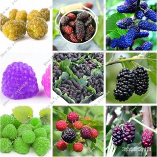 ผลิตภัณฑ์ใหม่ เมล็ดพันธุ์ 2022Raspberry Seed Mulberry Black Berry Blackberry Seed Stratified Fruit, The Germina คล/เ D5R