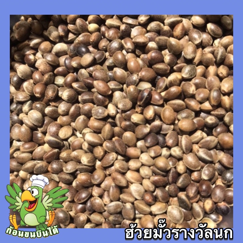 เมล็ดฮวยมั๊วสำหรับนก