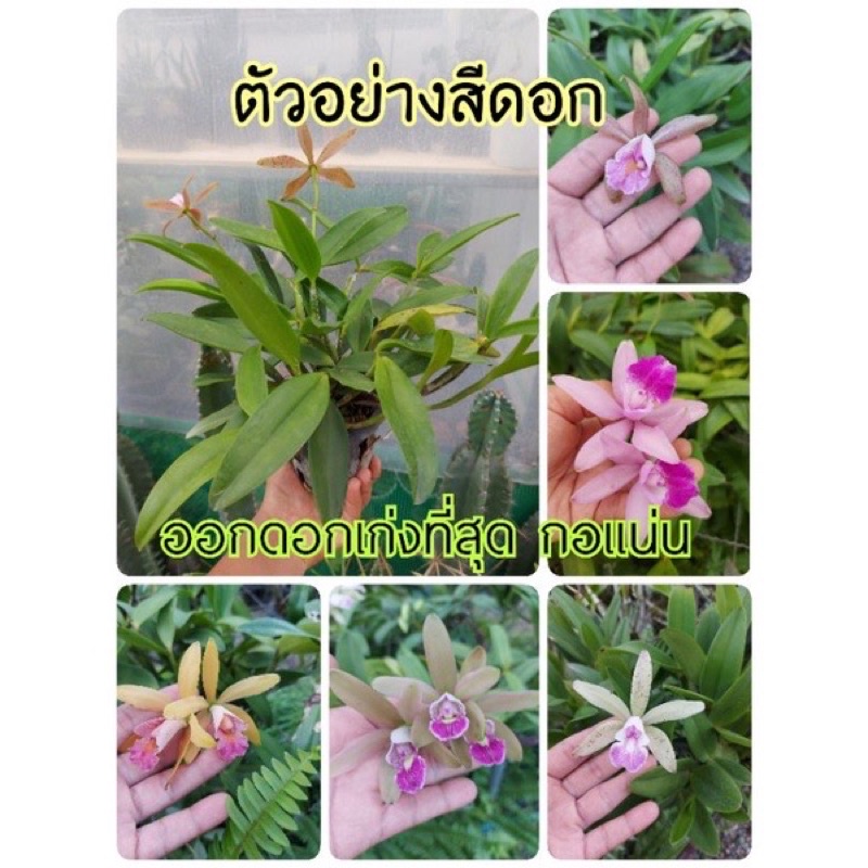 แบบผ่าแบ่งขาย 1ชุด 4-5หน่อใบ กล้วยไม้แคทลียาลุ้นสี