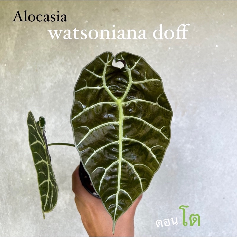 Alocasia watsoniana วอทโซเนียน่า เลือกต้นได้