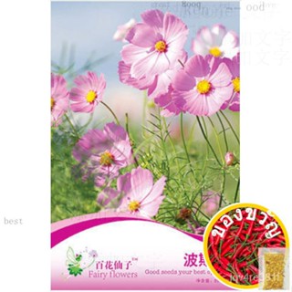 GNC-Fairy Flower SEED Universe Double ceatin Brigitte Beni hundred Flowers Fairy Pink Red WAVE chrysanthemum SEED f018แฟ