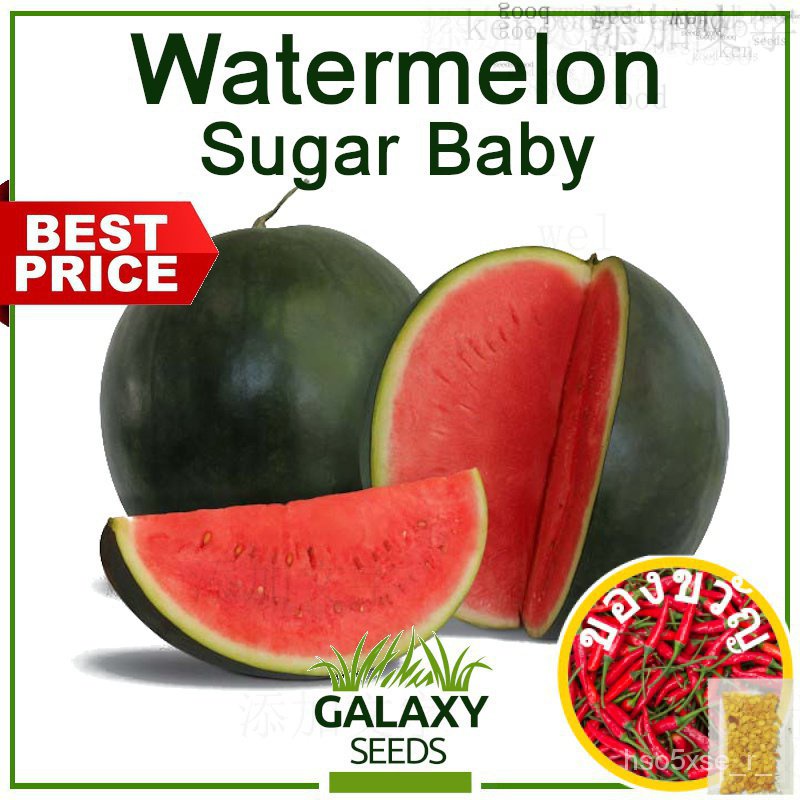 [เมล็ดกาแล็กซี่] เมล็ดพาขวัญแตงโมสำหรับปลูกพืชผัก (7เมล็ด) &amp; ปุ๋ยฟรี-แตงโมเด็กน้ำตาล-Su MESE
