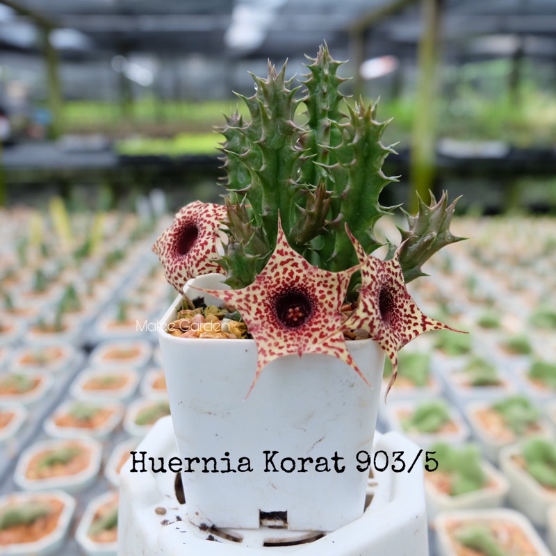 Plants 55 บาท เก๋งจีน  Huernia Korat903/5 Home & Living