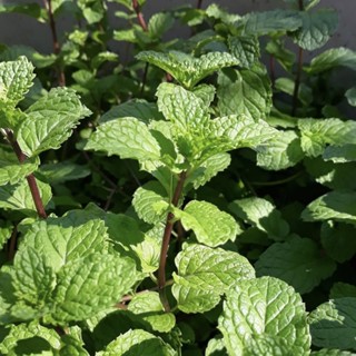 เมล็ดสะระเเหน่ 200 เมล็ด[10เเถม2]