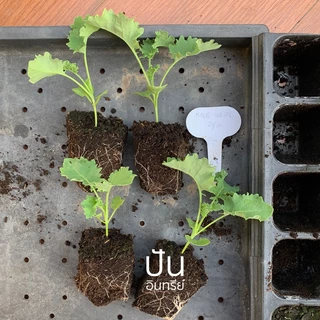 🇺🇸 เมล็ดนำเข้า เมล็ดเคล เคล เคลใบหยิก ผักเคล Curly Kale (Organic Seed) สายพันธุ์ดี คะน้าเคล จากสหรัฐอเมริกา ปันอินทรีย์