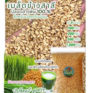 เมล็ดข้าวสาลีสำหรับเพาะงอก คั้นน้ำ (Wheatglass) สายพันธุ์ฝ่าง ปลอดสาร