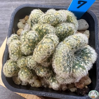 (B7) ต้นแมมนิ้วทองคริส ไม้ชำหน่อ - (Mammillaria elongata) - แคคตัส/ง่าย ปลูก สวนครัว เมล็ด/อินทรีย์ QDKR